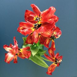 Close-up of red flowers