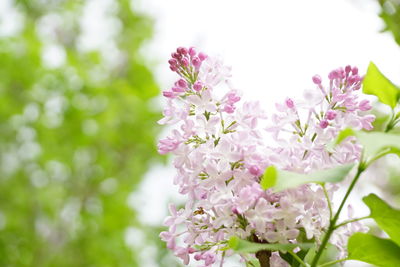 Close-up of pink flowers on tree