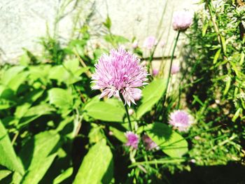 Close-up of thistle blooming outdoors