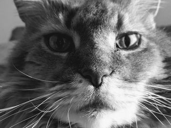 Close-up portrait of cat