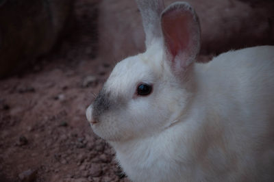 Close-up of a rabbit