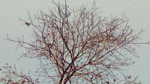 Low angle view of bare tree against sky