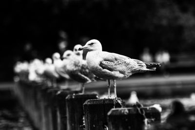 Close-up of bird perching on wooden post