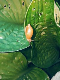 Close-up of leaves on plant