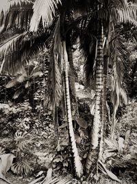 Palm trees against plants