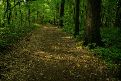 Trees growing in forest