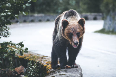 Bear sitting on retaining wall in forest