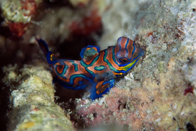 Fish swimming in sea