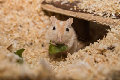 Close-up portrait of mouse