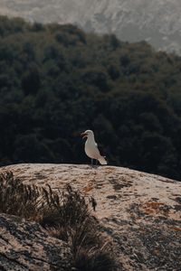 Seagull perching on rock
