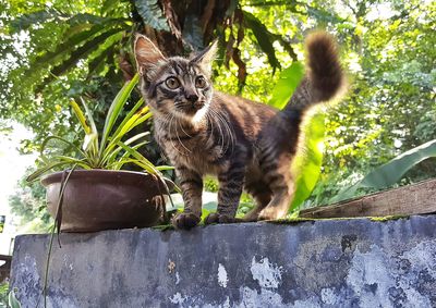 Kitten standing on retaining wall against trees