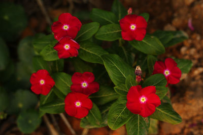 High angle view of red flowering plants