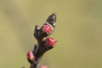 Close-up of red flower bud