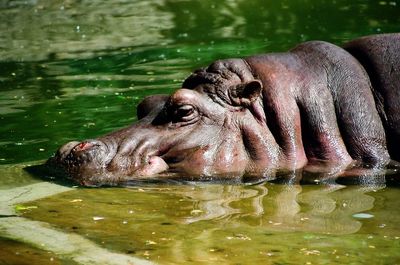 Close-up of hippopotamus in lake