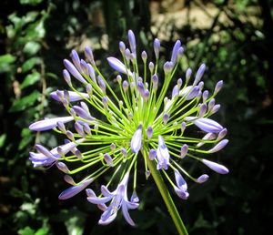 Close-up of purple flowers in water