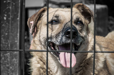 Dog in animal shelter waiting for adoption. portrait of red homeless dog in animal shelter cage.