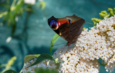 Close-up of butterfly pollinating on flower