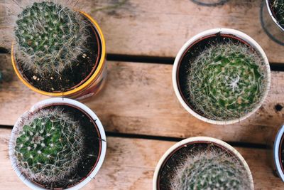 High angle view of potted plants on table