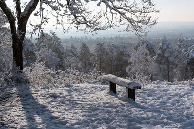 Snow covered hill with trees and a snowy bench