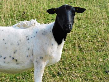 Black headed sheep