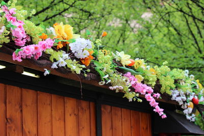 Close-up of pink flowers on branch