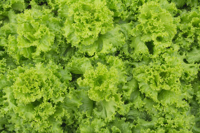 Full frame shot of vegetables