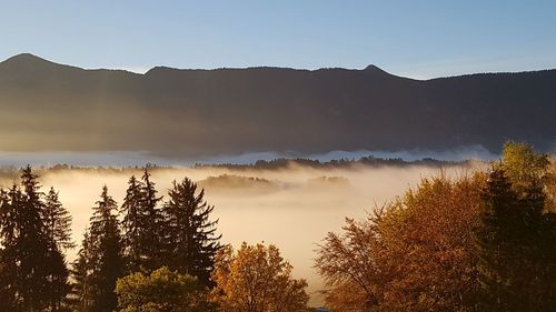 Scenic view of forest against sky