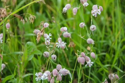 Close-up of purple flowers blooming in garden