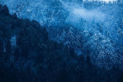 Aerial view of sea and trees in forest