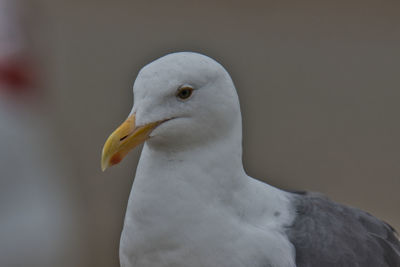 Close-up of seagull