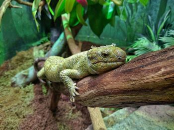 Close-up of lizard on tree trunk at columbus zoo and aquarium