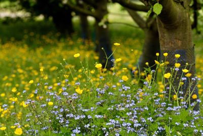 Close-up of yellow flowers blooming on field