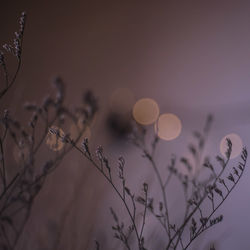 Low angle view of plants against sky at sunset