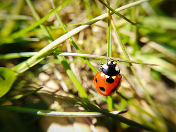 Close-up of ladybug on plant