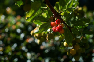 Close-up of red berries growing on tree