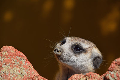 Close-up of meerkat