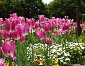 Close-up of pink flowers blooming in field