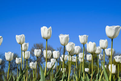 Close-up of white crocus blooming outdoors