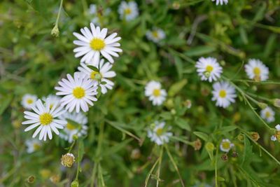 Close-up of white flowering plants on field