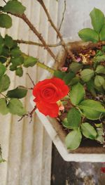 Close-up of red rose blooming outdoors