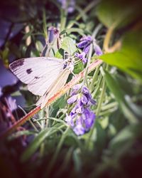 Close-up of butterfly pollinating on purple flower