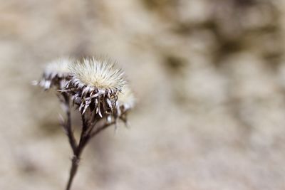 Close-up of wilted thistle