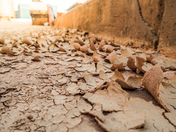 Close-up of dry leaves on wall