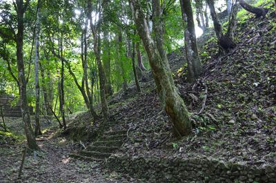 Trees growing in forest