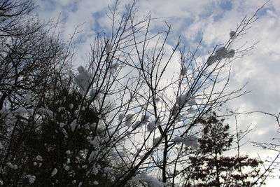 Low angle view of bare tree against sky