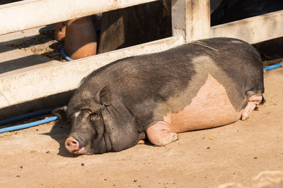 High angle view of animal sleeping in zoo