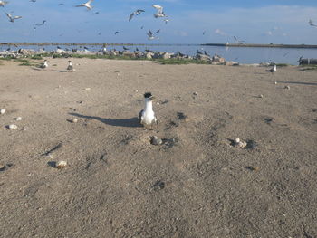 Seagulls on beach