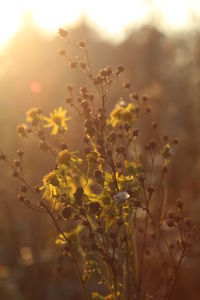 Close-up of flowering plant on field against sky