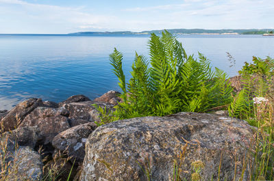 Plants growing on rocks by sea against sky
