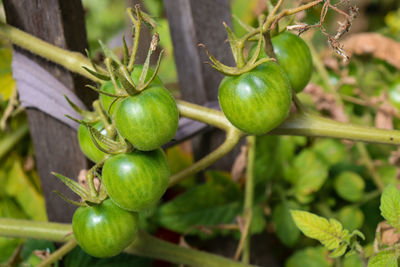 Close-up of tomatoes growing on tree